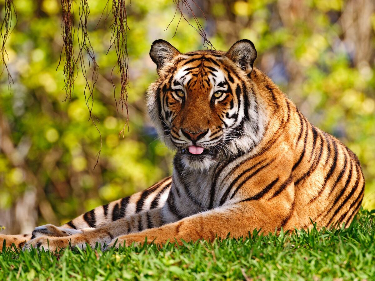 Siberian Tiger, Animal Database