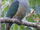 Red-eared Fruit Dove