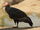 California Condor