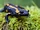 European Fire Salamander