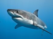 Great White Shark swimming