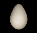 King Penguin Egg