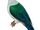 Elegant Imperial Pigeon