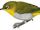 Ambon White-eye