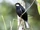 Black Solitaire
