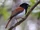 Rufous Vanga
