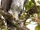 Henst's Goshawk