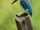 Cerulean Kingfisher