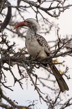 Southern Red-billed Hornbill | Animal Database | Fandom