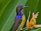 Brown-throated Sunbird