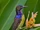 Brown-throated Sunbird