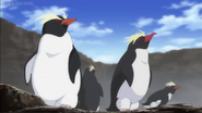 JEL Rockhopper Penguins