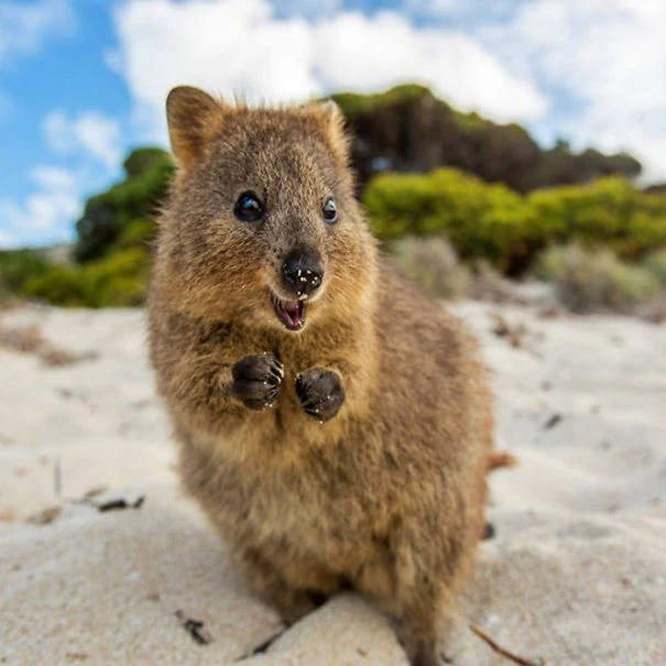 necoページquokka necoページquokka Photo of a Quokka under Blue Sky. Generative AI