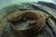 Hellbender-2