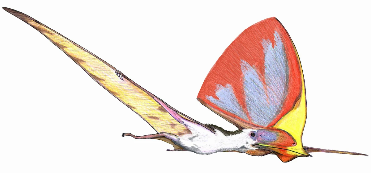 Tupandactylus Animal Database Fandom