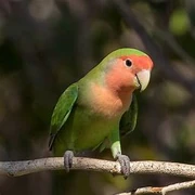 Rosy-FacedLovebird-1