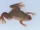 Andre's Clawed Frog