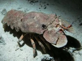 Pink Slipper Lobster