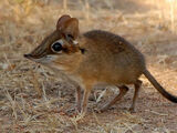 Four-toed Elephant Shrew