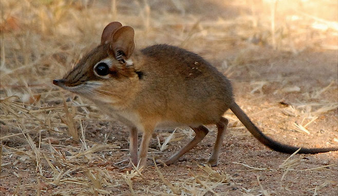 Four-toed Elephant Shrew | Animal Database | Fandom Four-toed Elephant Shrew | Animal Database | Fandom