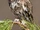 Eastern Screech Owl