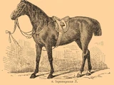 Yorkshire Coach Horse