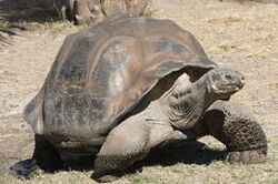 1200px-Galapagos giant tortoise Geochelone elephantopus