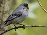 Band-tailed Seedeater