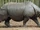 Indian Rhinoceros