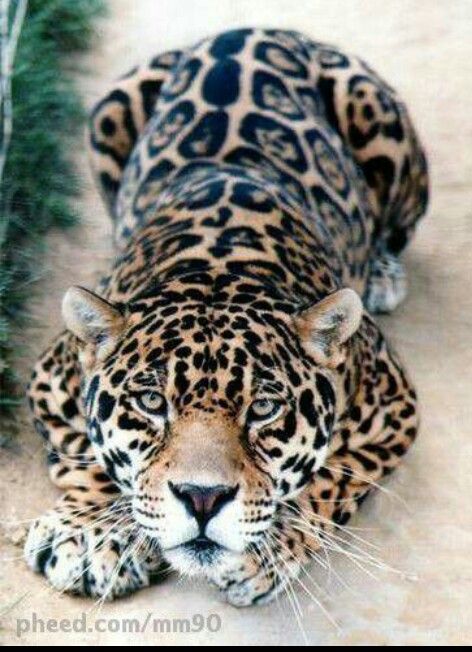 Leopard, Animal Database