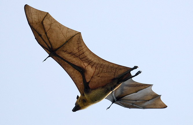 white winged flying fox