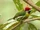 Versicoloured Barbet