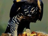 Crowned Eagle