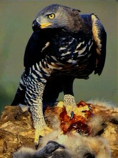 Golden Eagle VS Harpy Eagle - Who Is The King Of The Sky? 