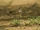 Three-banded Courser