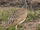 White-bellied Bustard