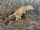 Barrington Land Iguana