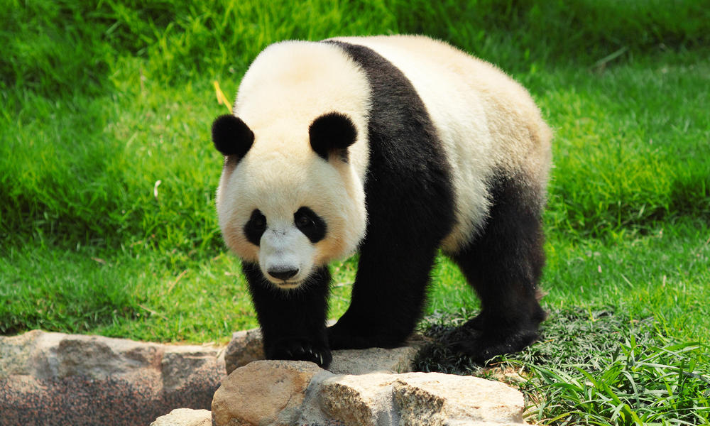 Giant panda - Wikipedia