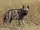 Striped Hyena