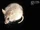 Kreb's Fat Mouse