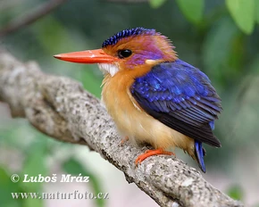 African-pygmy-kingfisher-05a20076