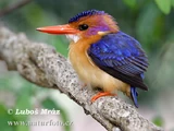 African Pygmy Kingfisher
