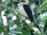 Mindanao Hornbill
