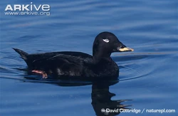 Male-velvet-scoter