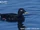Velvet Scoter
