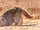 Pampas Cat