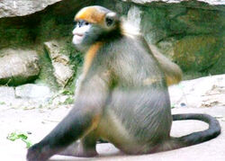 NATURAL MOUNTAIN MONKEYS さるぼっくりー SAL BOCKLY (さるぼっくりー) | NATURAL MOUNTAIN MONKEYS