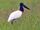 Jabiru