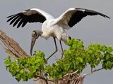 Wood Stork