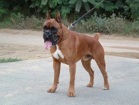 Boxer